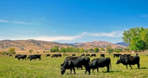 Grünfutteranbau:Verbessern Sie die Gesundheit der Nutztiere und die Rentabilität der landwirtschaftlichen Betriebe 