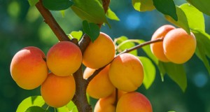 Chulli (albaricoque salvaje):agricultura sostenible y biodiversidad del Himalaya 