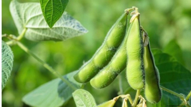 インド東部の野菜大豆 (枝豆):農家にとって栄養価の高い作物 