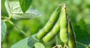 Pflanzliche Sojabohne (Edamame) in Ostindien:Eine nahrhafte Nutzpflanze für Landwirte 