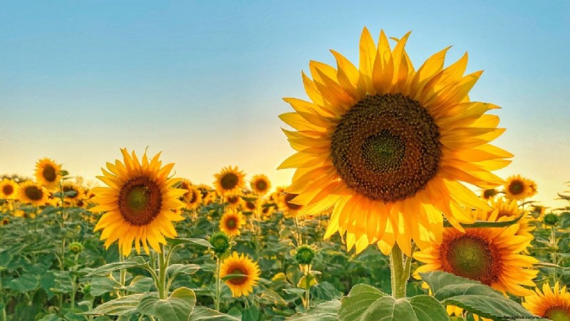 Girasole ibrido SUNH-3:resa elevata e maturazione rapida per gli agricoltori indiani 