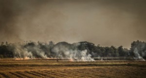 Coltivazione Jhum:agricoltura sostenibile nel nord-est dell India 