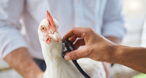 Penyakit Pernapasan Ayam:Gejala, Penyebab &Panduan Pengobatannya 