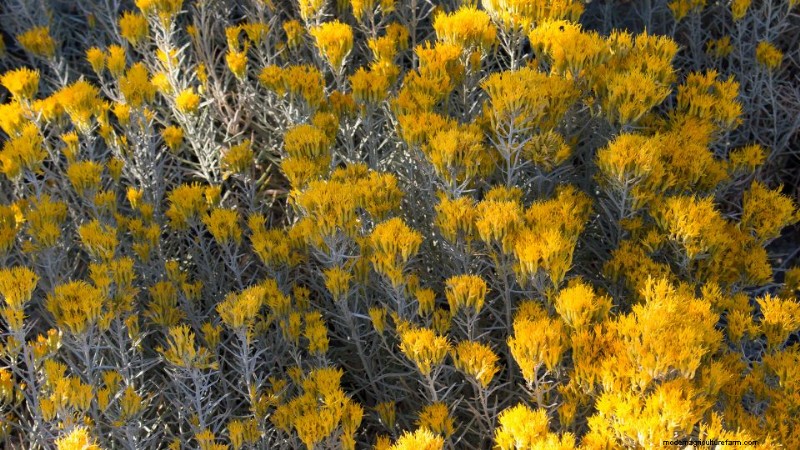 Paisagismo Water-Wise de Utah:Políticas e Programas para Conservação 