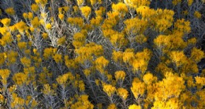 Utah Water-Wise Landscaping:beleid en programma s voor natuurbehoud 