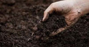 Gesunder Gartenboden:Vorbereitung und Verbesserung der Bodenqualität in Utah 