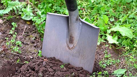 有機肥料:植物の健全な成長へのガイド 