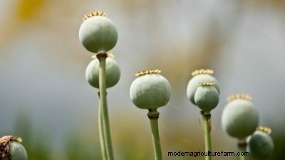 Zomerbloembollen bewaren:een complete gids 