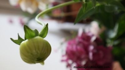 Zomerbloembollen bewaren:een complete gids 
