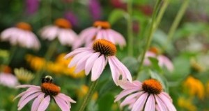 Come trapiantare le piante perenni:le migliori pratiche di semina autunnale 