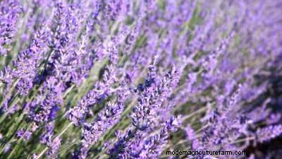 Come trapiantare le piante perenni:le migliori pratiche di semina autunnale 