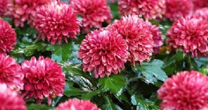Chrysanthemum kweekgids:kleuren, variëteiten en verzorging 