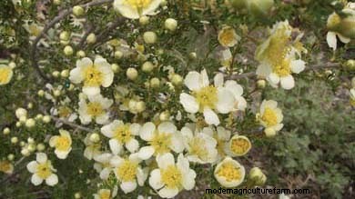 Chrysanthemum kweekgids:kleuren, variëteiten en verzorging 
