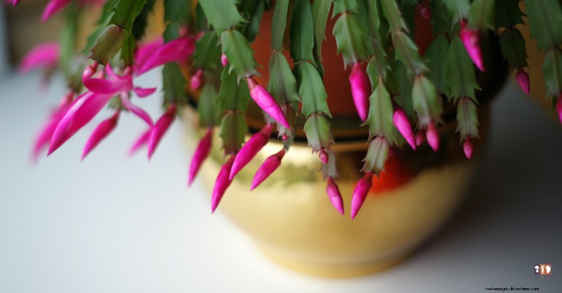 Cura dei cactus di Natale:una guida completa per una fioritura di successo 
