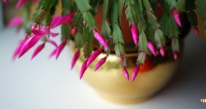 Kerstcactusverzorging:een complete gids voor bloeiend succes 