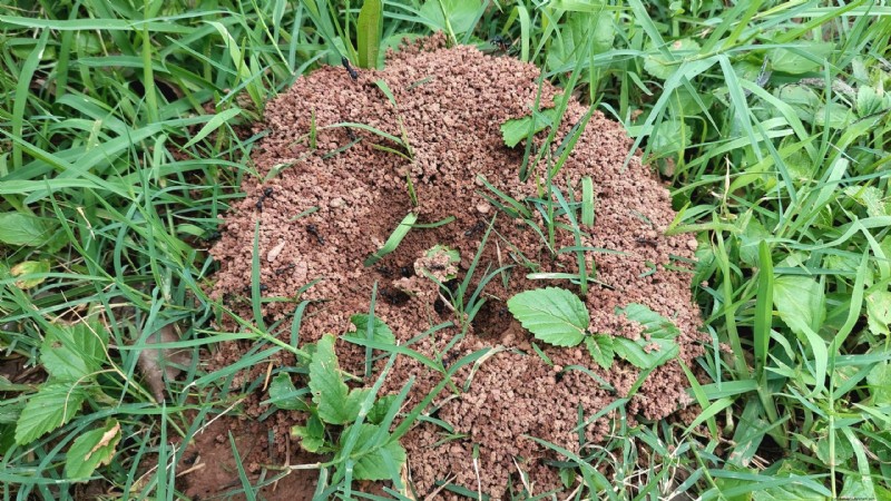 効果的で環境に優しいアリ塚の除去:芝生を守ります 