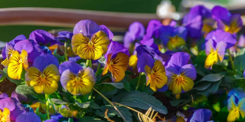 10 annuali invernali colorate per fioriture di fine stagione 