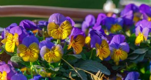 10 färgglada vinterväxter för sensäsongsblomningar 