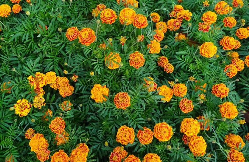 10 annuali invernali colorate per fioriture di fine stagione 
