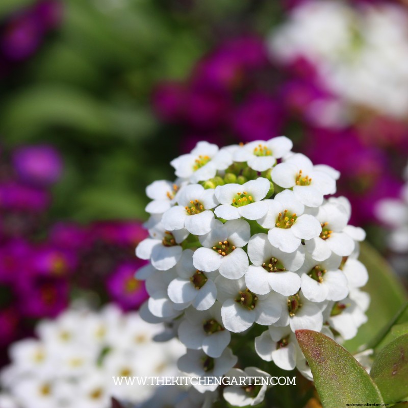 10 annuali invernali colorate per fioriture di fine stagione 