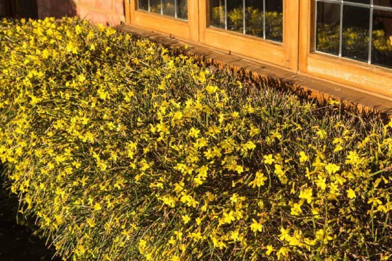 10 annuali invernali colorate per fioriture di fine stagione 