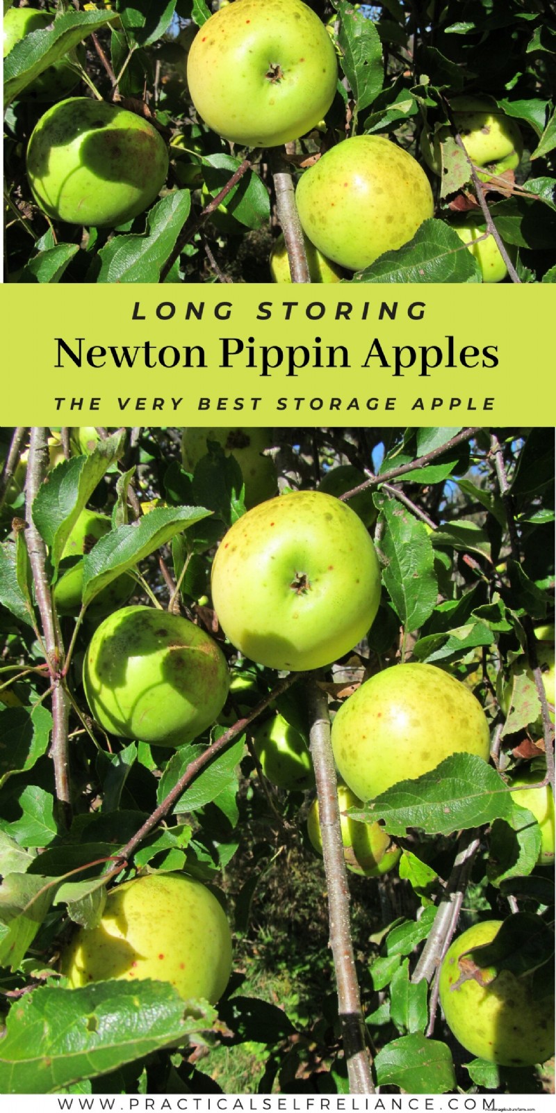 Apel Newton Pippin:Penyimpanan, Rasa &Kegunaan | [Merek/Nama Situs Anda] 