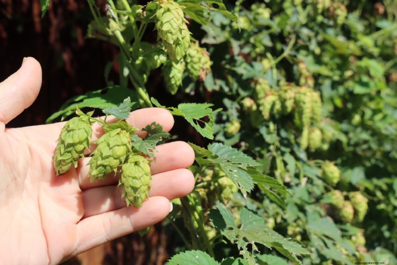 Grow Hop:een complete gids voor thuisbrouwers 