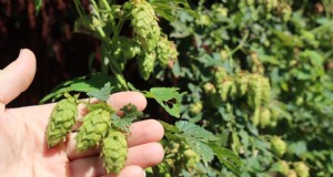 Grow Hop:een complete gids voor thuisbrouwers 