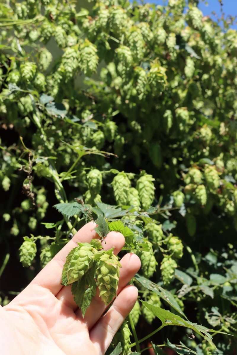 Grow Hop:een complete gids voor thuisbrouwers 