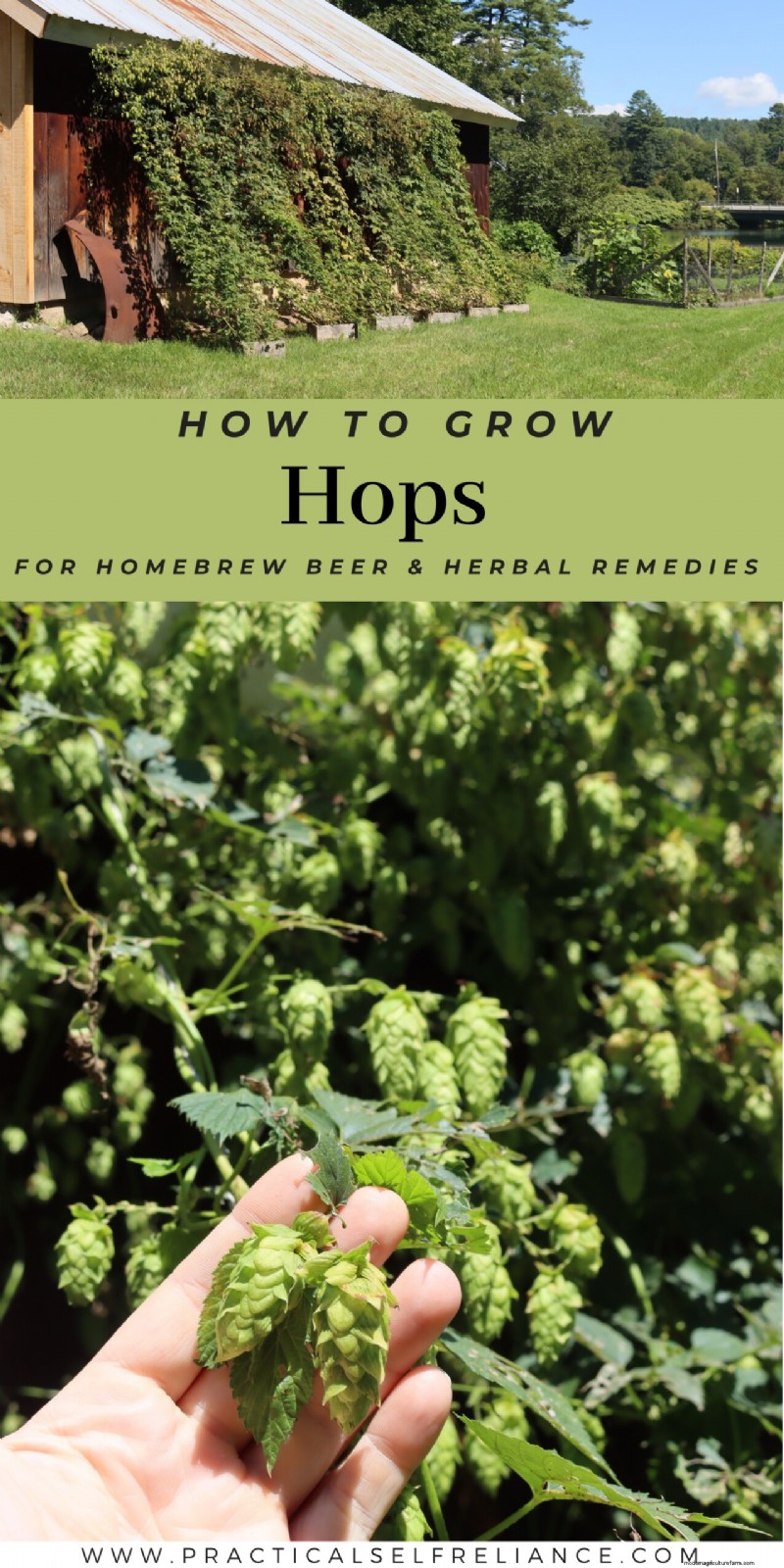 Grow Hop:een complete gids voor thuisbrouwers 