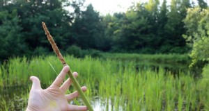 Eetbare waterplanten:zelf foerageren en kweken 