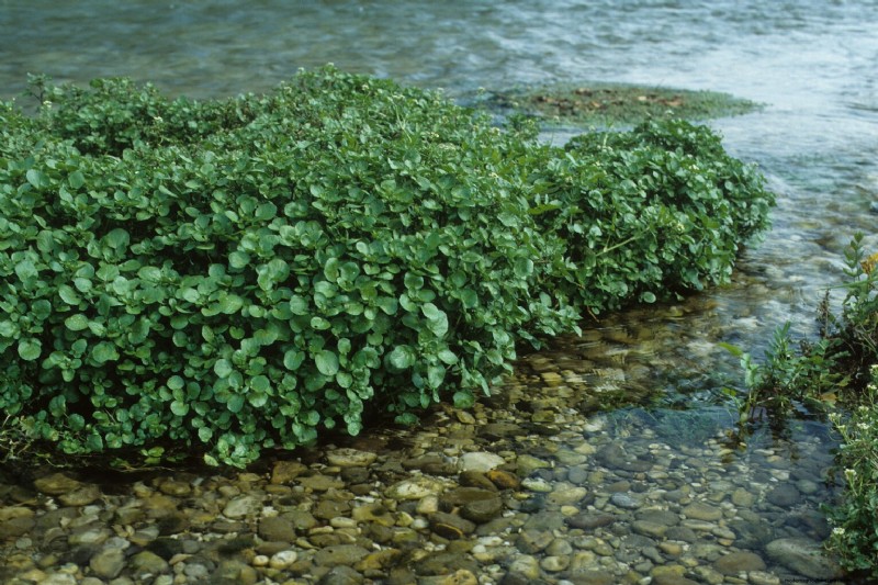 Piante acquatiche commestibili:raccogliere e coltivare da soli 