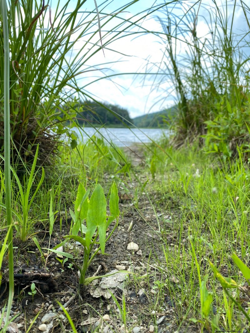 Piante acquatiche commestibili:raccogliere e coltivare da soli 
