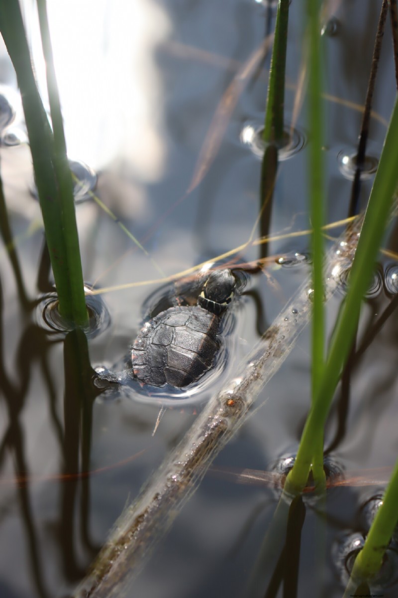 Piante acquatiche essenziali per uno stagno fiorente 