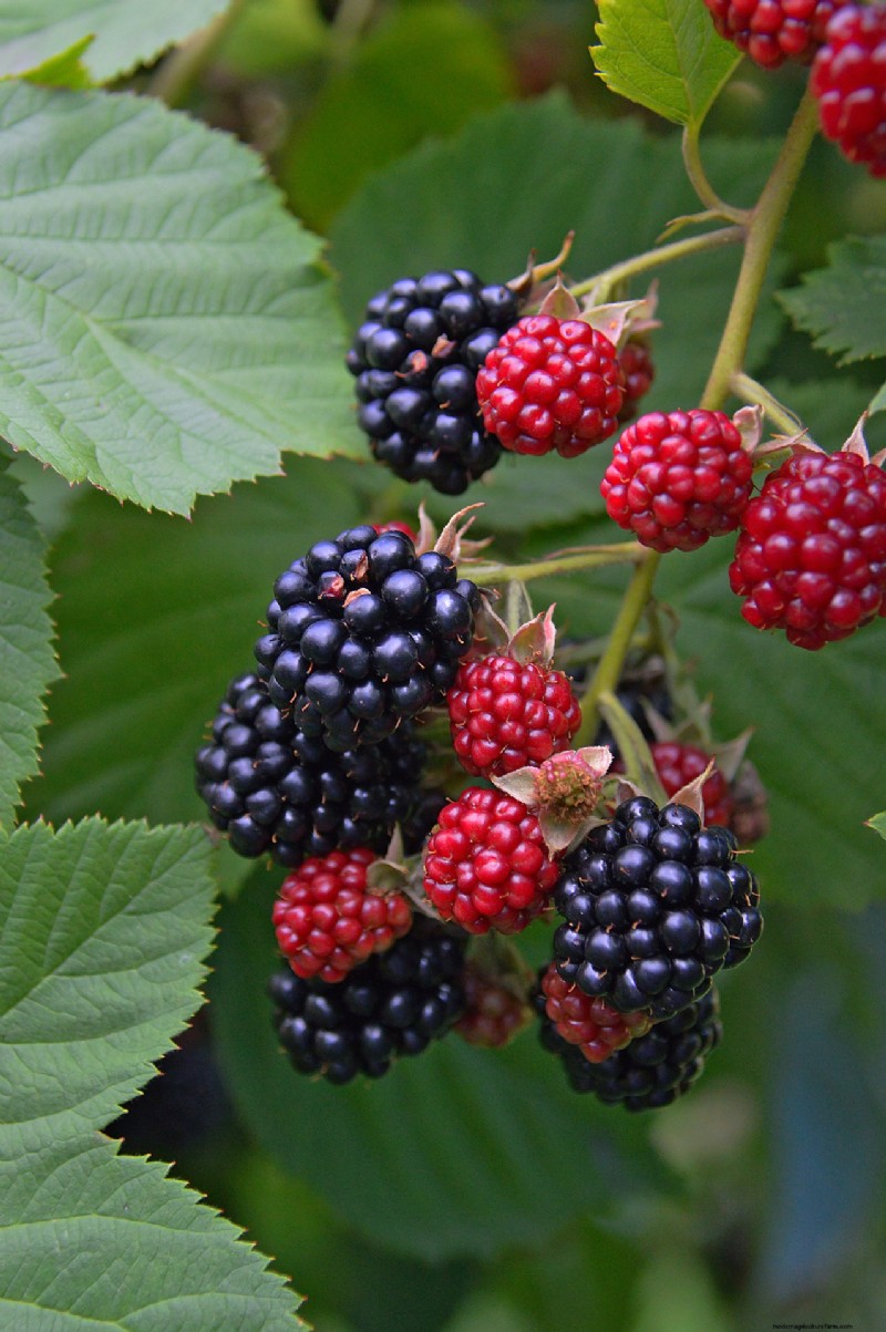 Coltiva il tuo:oltre 10 frutti facilmente propagabili dalle talee 