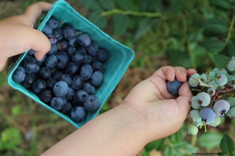 Coltiva il tuo:oltre 10 frutti facilmente propagabili dalle talee 