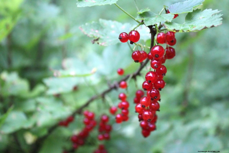 Coltiva il tuo:oltre 10 frutti facilmente propagabili dalle talee 