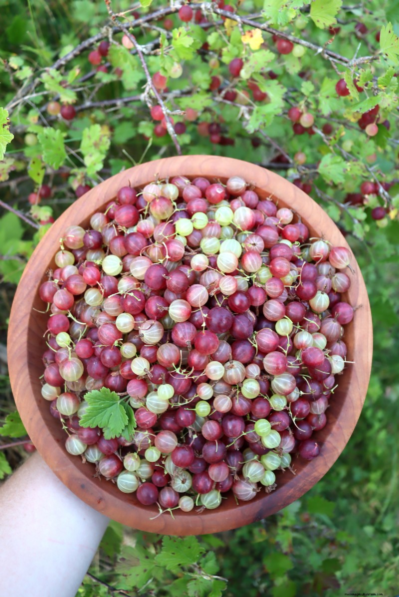 Coltiva il tuo:oltre 10 frutti facilmente propagabili dalle talee 
