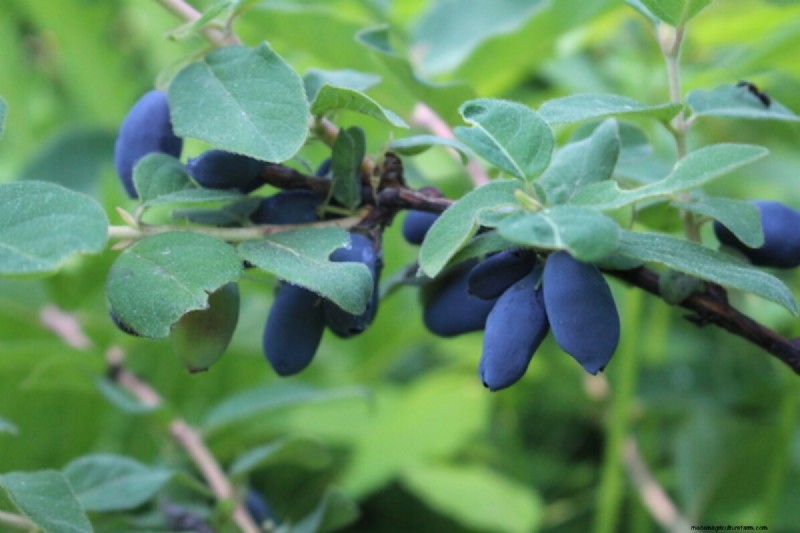 Coltiva il tuo:oltre 10 frutti facilmente propagabili dalle talee 