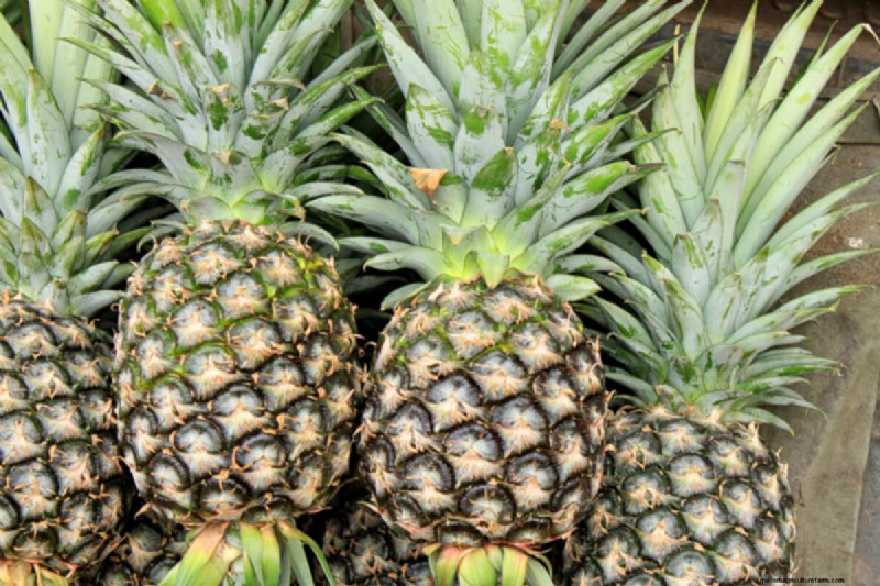 Coltiva il tuo:oltre 10 frutti facilmente propagabili dalle talee 