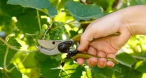Greenwood Grape Propagation:En steg-för-steg-guide 
