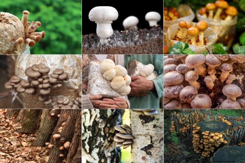 Coltivare i funghi a casa:una guida per principianti alle varietà facili 