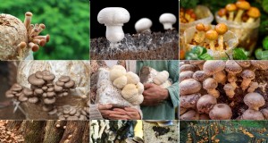 Coltivare i funghi a casa:una guida per principianti alle varietà facili 