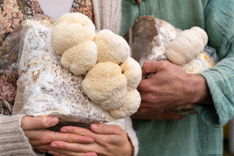 Coltivare i funghi a casa:una guida per principianti alle varietà facili 