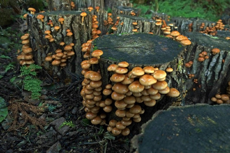 Coltivare i funghi a casa:una guida per principianti alle varietà facili 