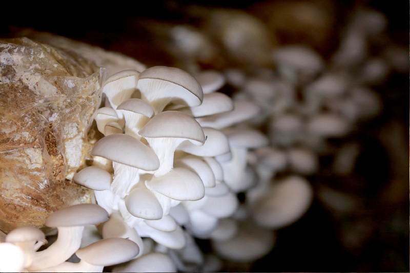 Coltivare i funghi a casa:una guida per principianti alle varietà facili 