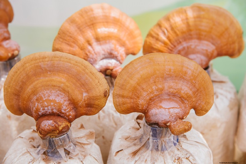 Coltivare i funghi a casa:una guida per principianti alle varietà facili 