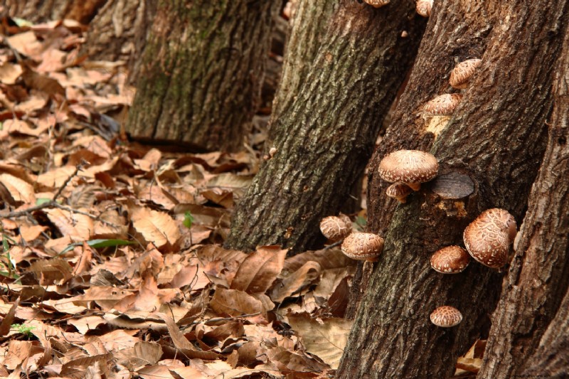 Coltivare i funghi a casa:una guida per principianti alle varietà facili 