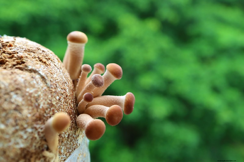 Coltivare i funghi a casa:una guida per principianti alle varietà facili 