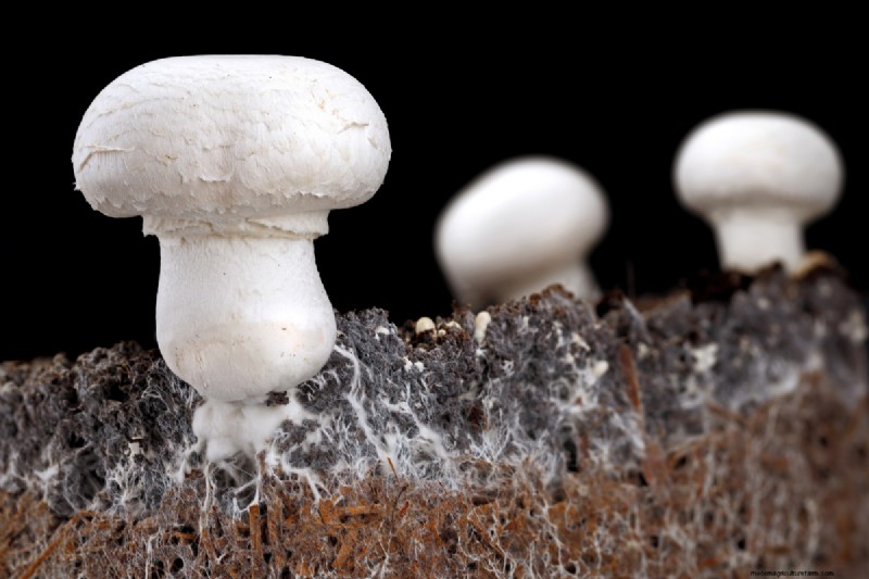 Coltivare i funghi a casa:una guida per principianti alle varietà facili 